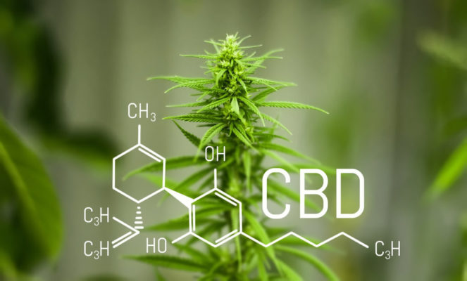 cbd at evolve cannabis company