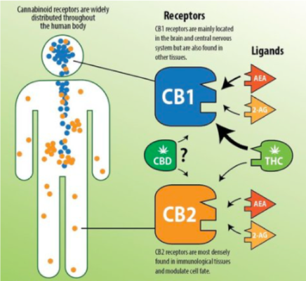 How does CBD OIl work