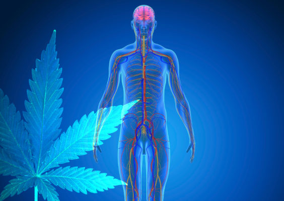 what CBD does for the human body